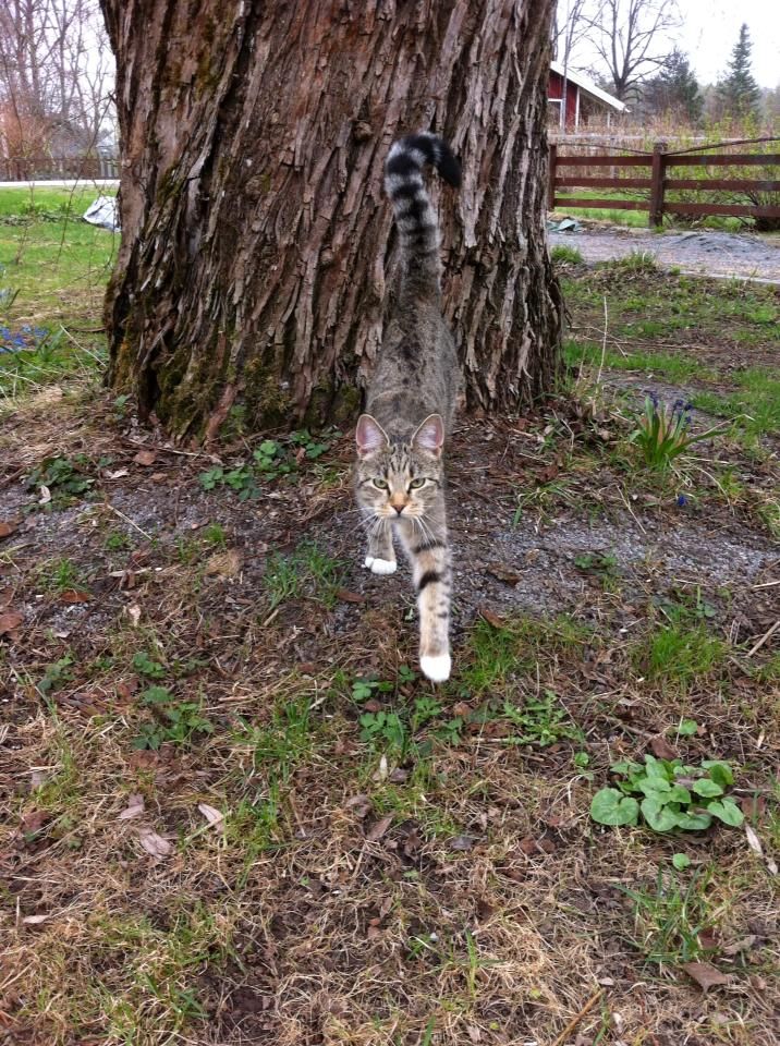 Simple, Efficient and Humane Mousetrap.