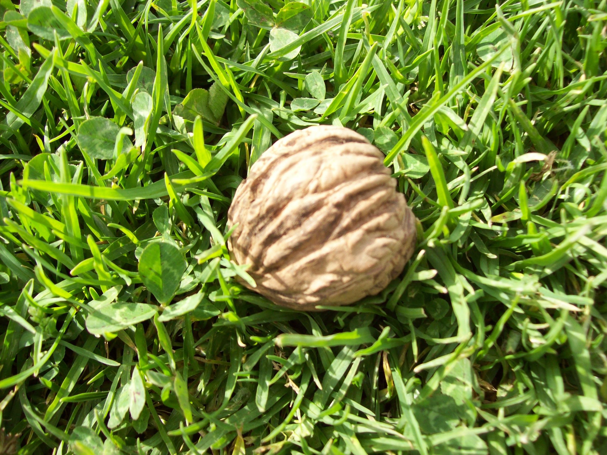 Walnut Season.