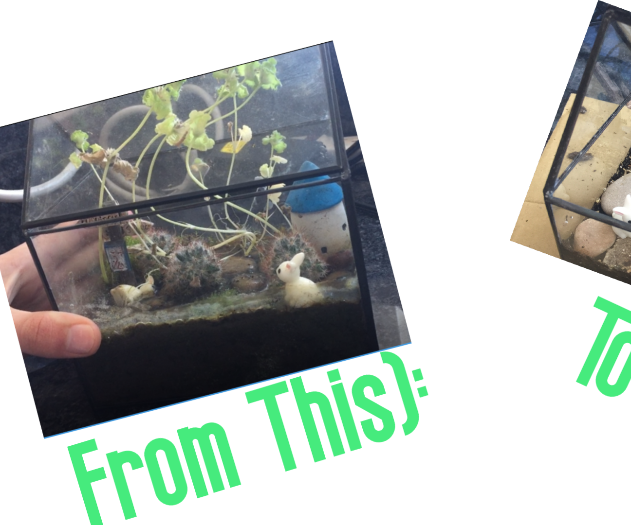 Fixing a Marshland to a Desert Terrarium
