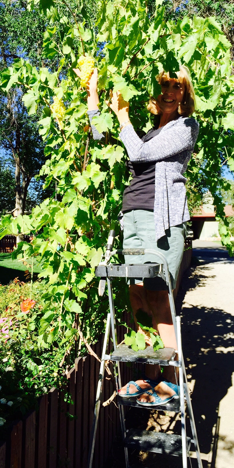 PICKING COOL MORNING GRAPES