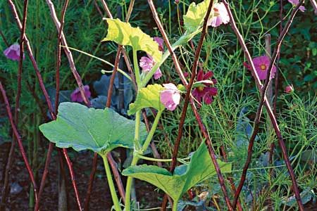 Pick Up Sticks...and Make a Twig Trellis