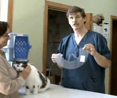 How to Put an Elizabethan Collar on a Cat