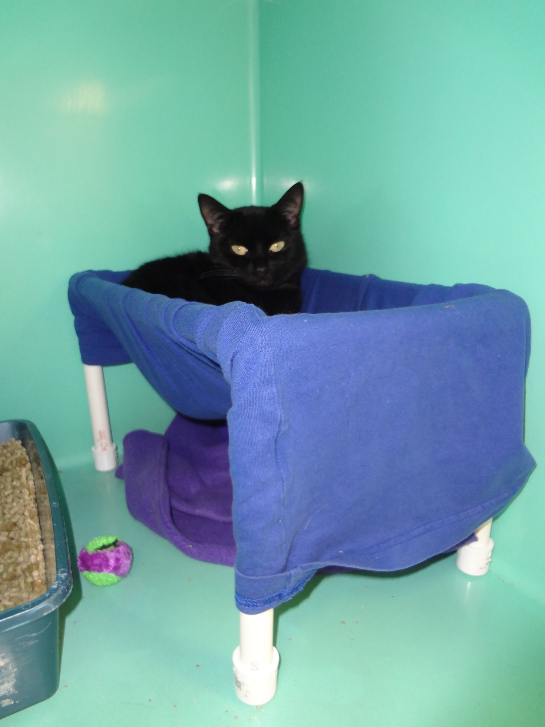 Small Cat Hammocks Home or Shelter Use 12 Steps (with Pictures