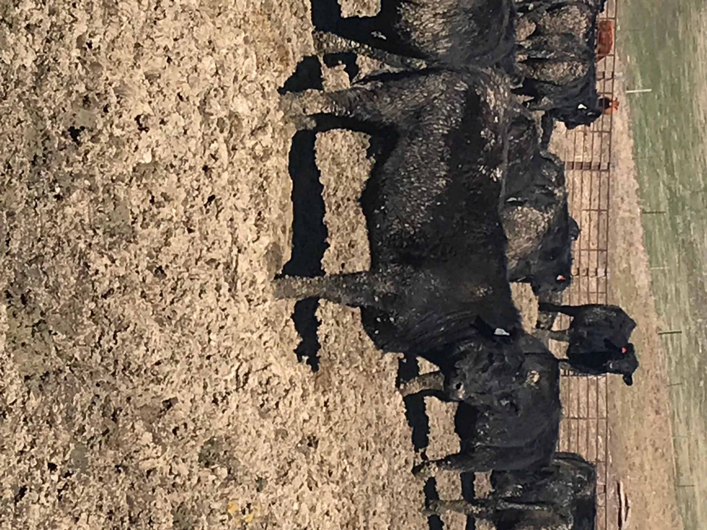 Feeding Cattle 3 Steps Instructables