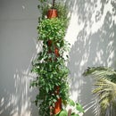 DIY Organic Vertical Planter