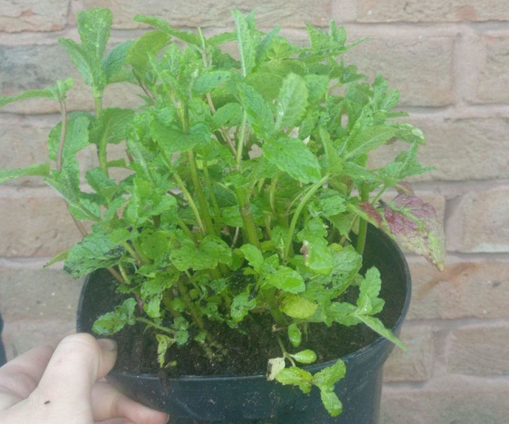 Unlimited Mojito Garnish! (mint)