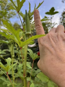 Harvest Your Veggies