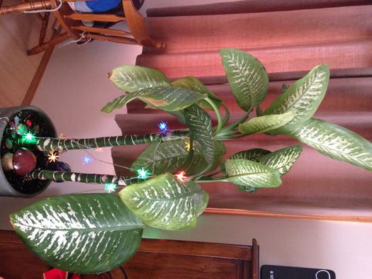Shortening and Propagating a Huge Dieffenbachia Amoena : 7 Steps (with  Pictures) - Instructables