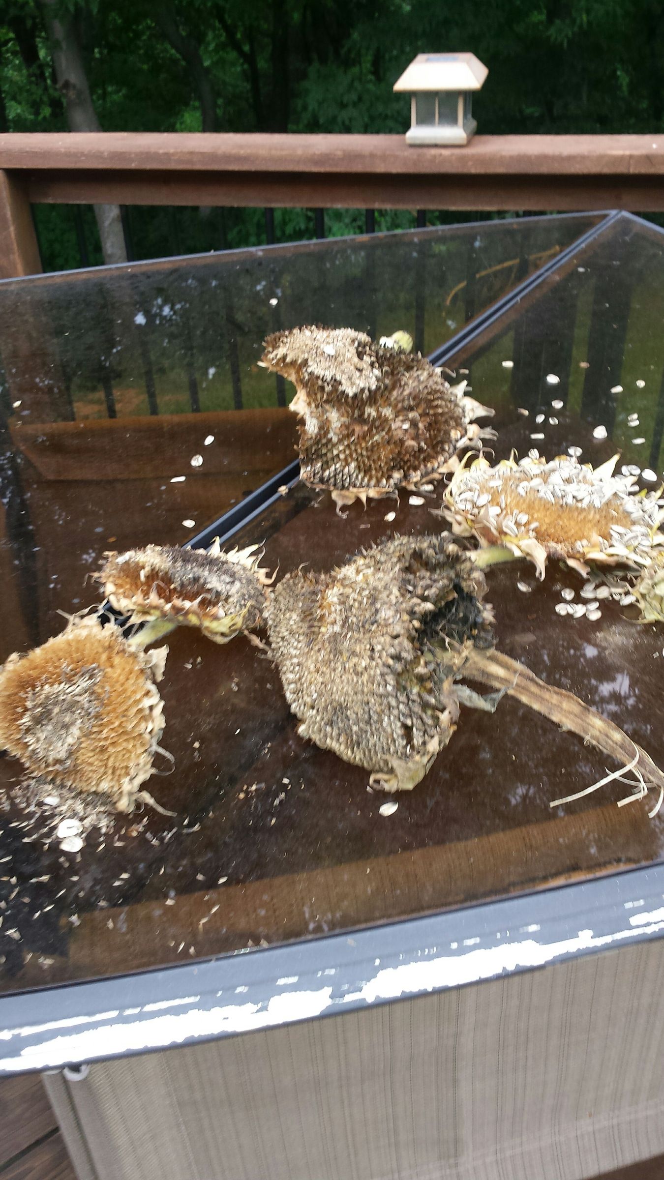 How to Feed Birds With Leftover Sunflowers 