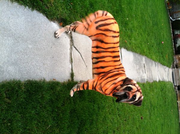 Tiger Dog