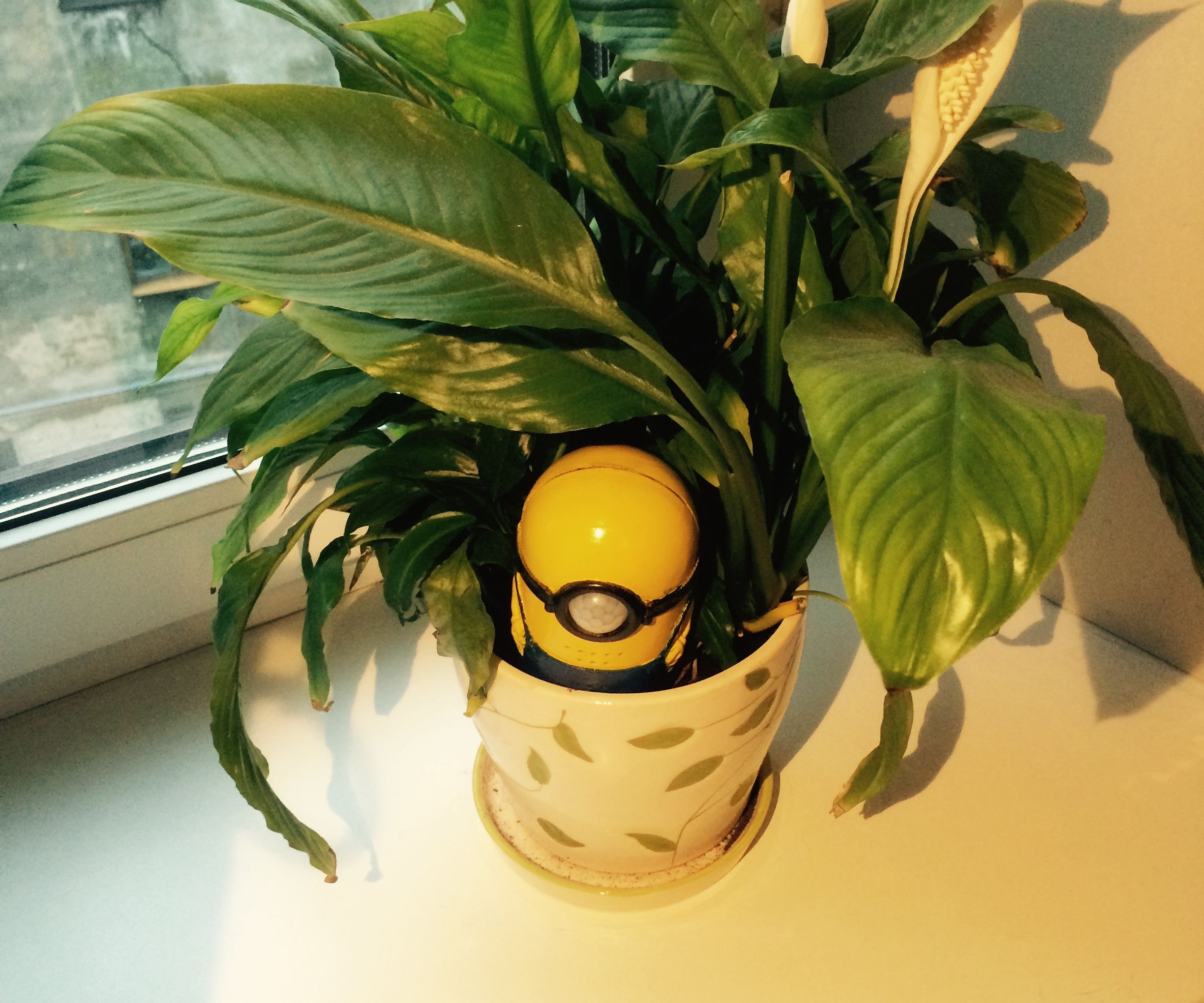 Robot Minion - Plant Watering Robot