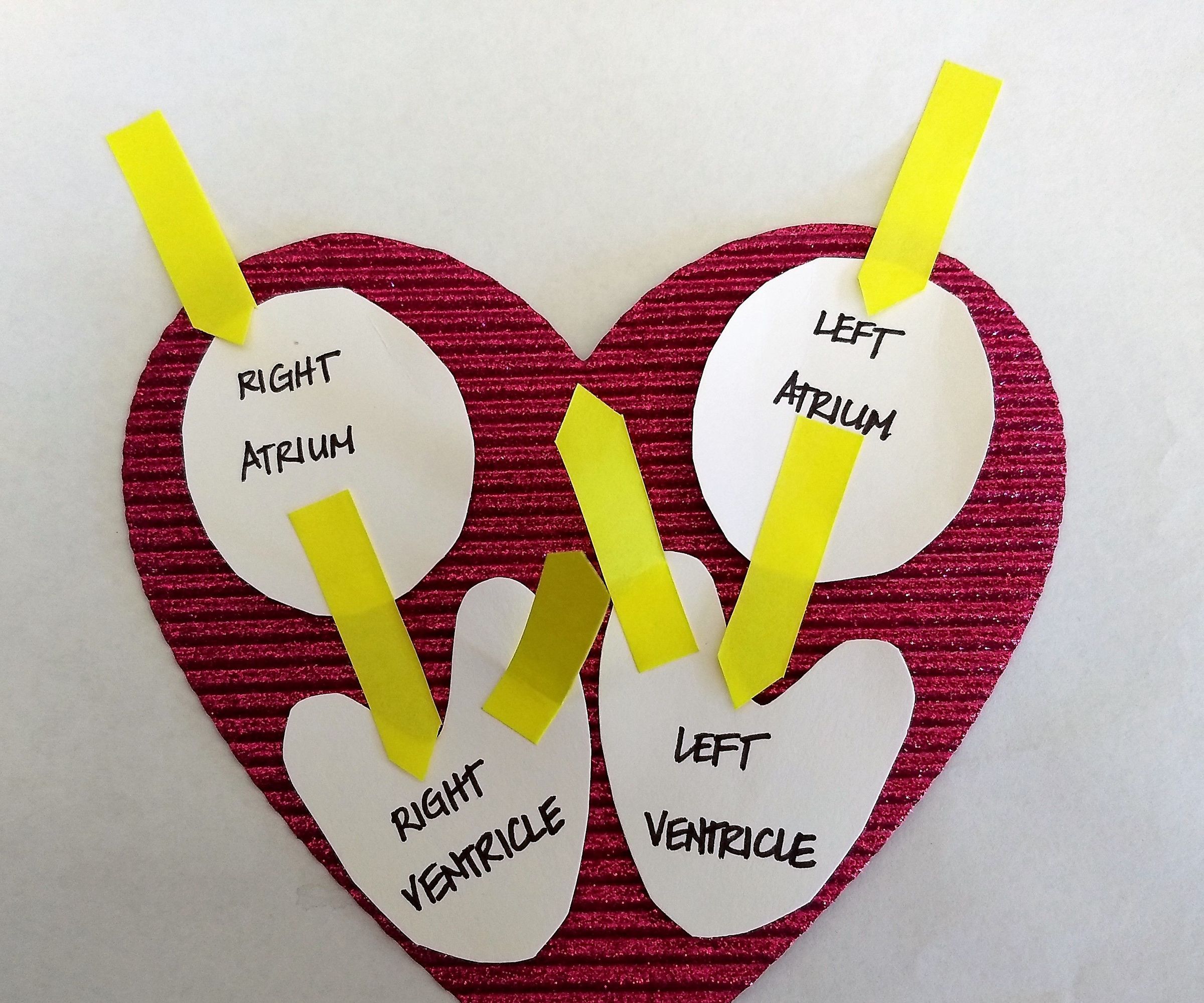 Heart Valve Science Project