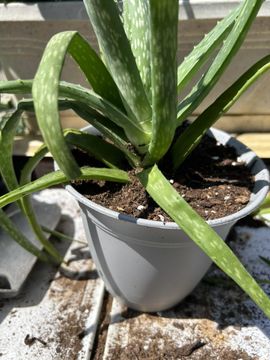 How to Repot Aloe Vera : 7 Steps - Instructables