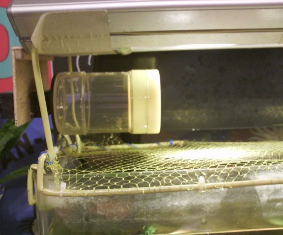 Simple Auto Fish Feeder in Ardinuo