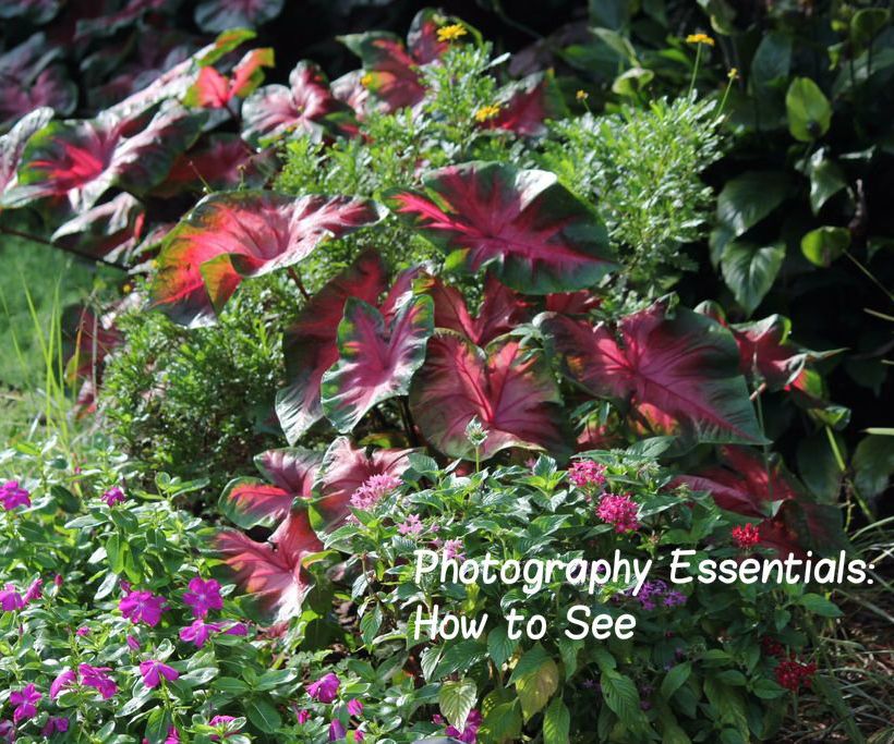 Photography Essentials: How to See