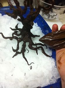 Chocolate Raspberry Tree