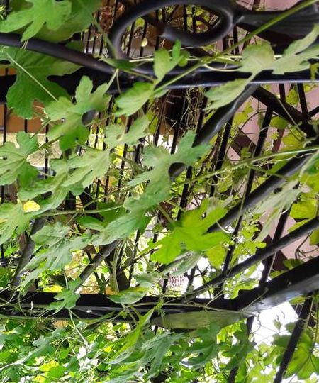 Repurpose Used Fences As Garden Trellis
