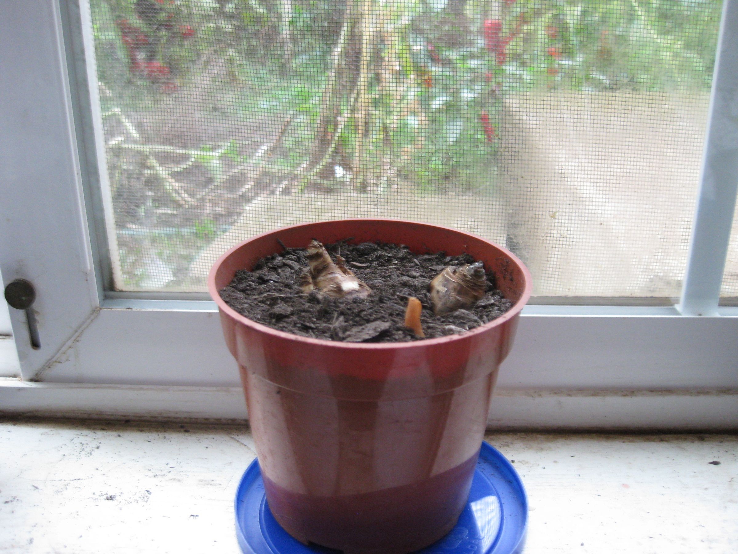 How to Force Bulbs Indoors.