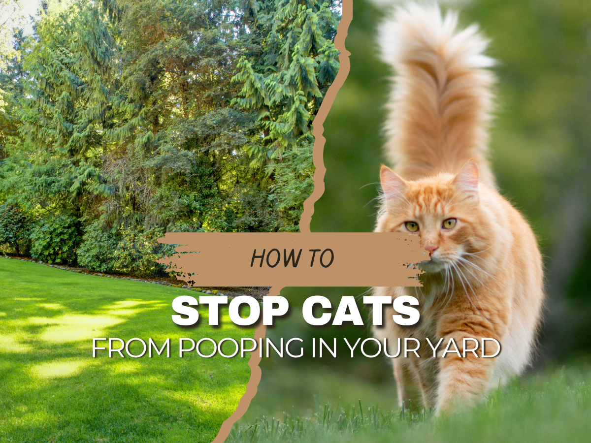 How Can I Stop Cat Pooping In My Garden