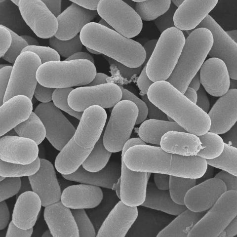 Lactofermented Granola