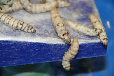 Experiment: Design With Silkworms