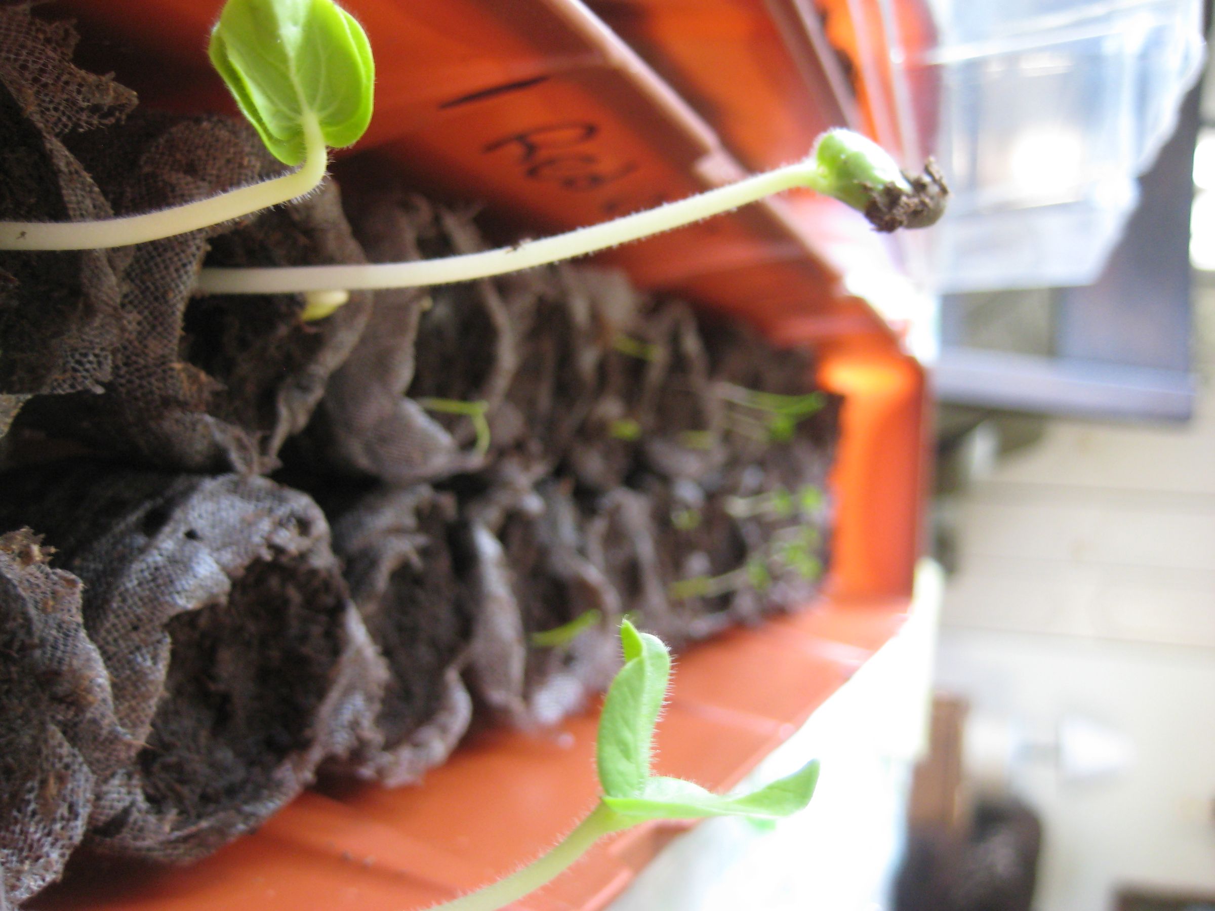Growing Plants in a Window Greenhouse