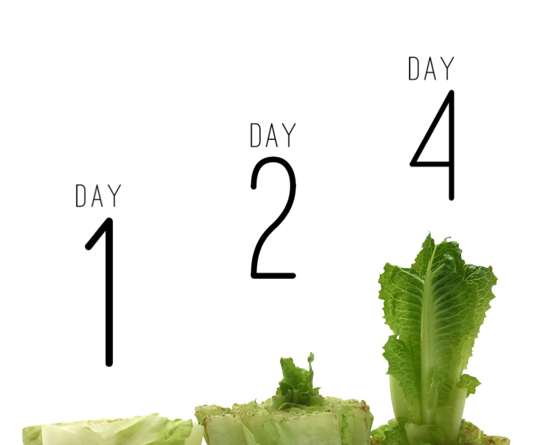 21 Scrappy Garden Hacks: Upcycle Kitchen Scraps to Grow Food