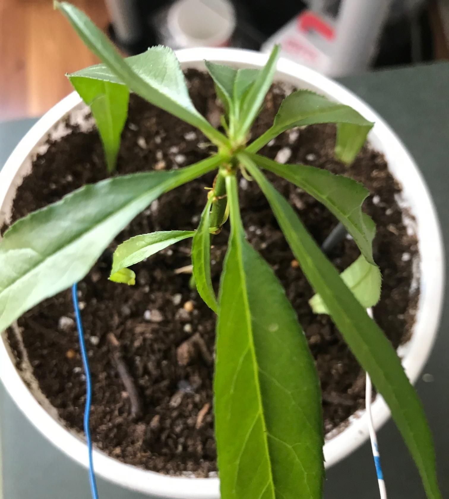 Automatic Plant Watering 