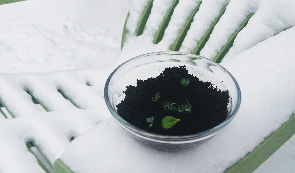 Starting Succulents in Coffee Grounds : 5 Steps (with Pictures) -  Instructables