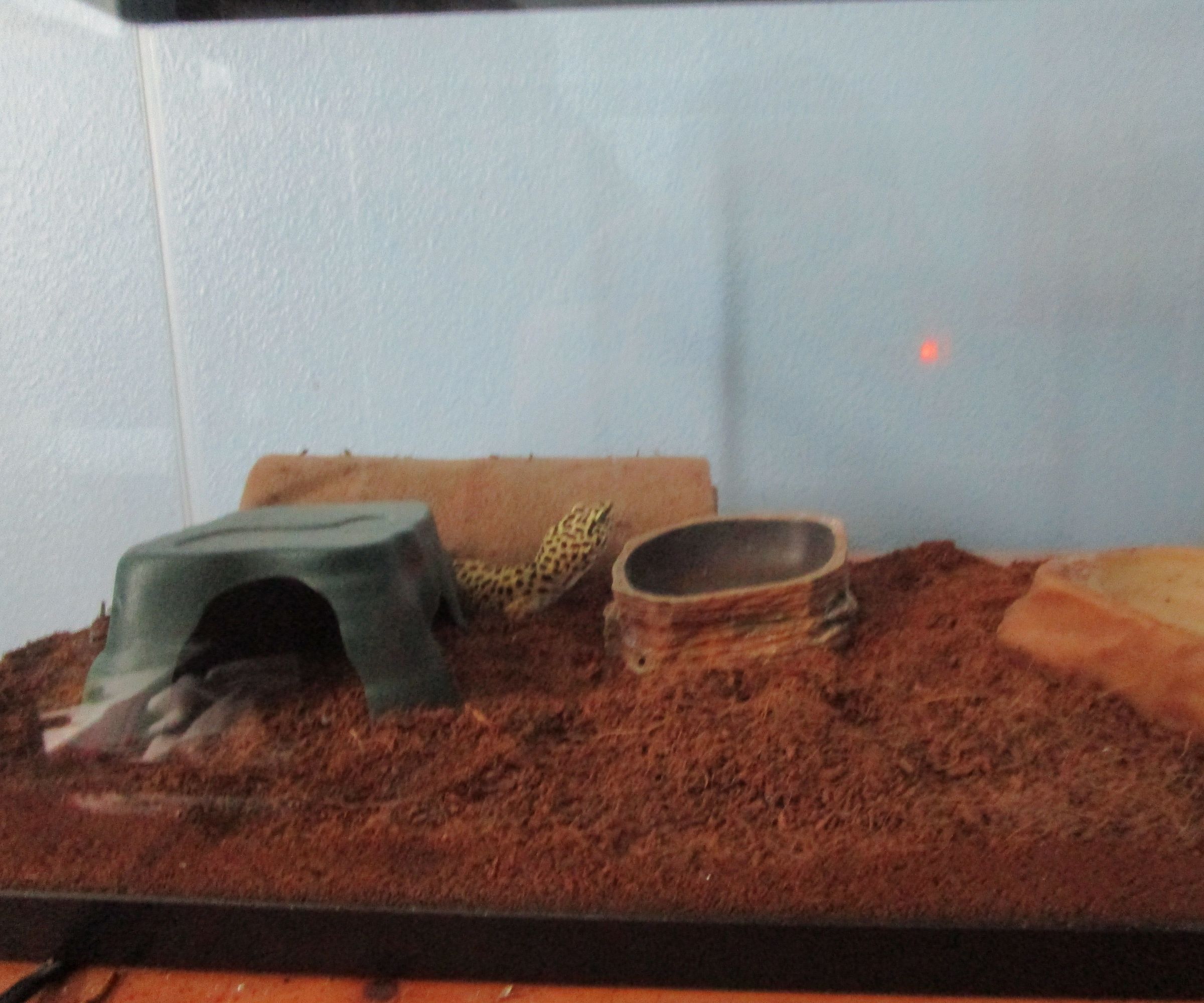 How to Change Reptile Bedding