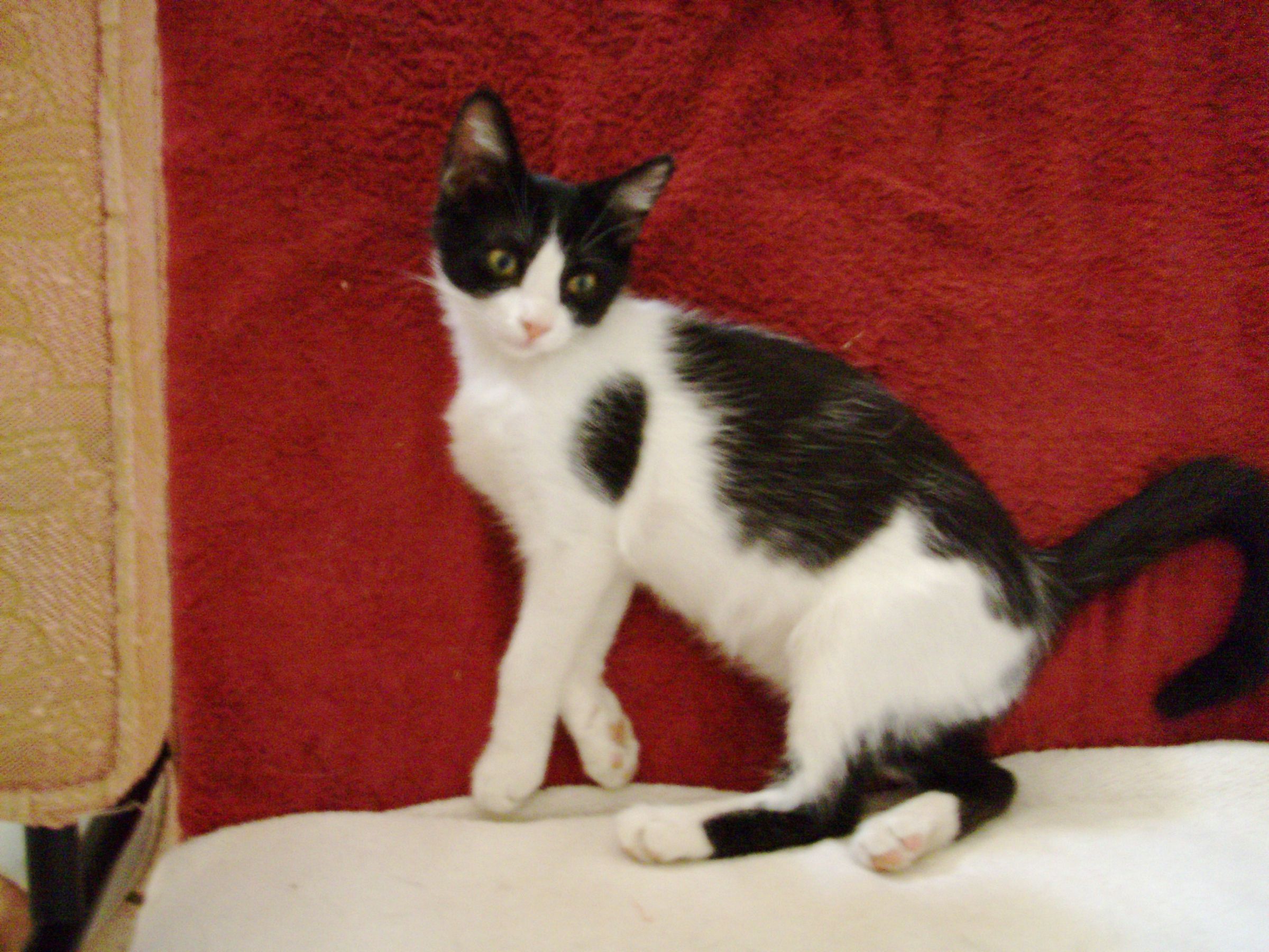 Kitty Litter Dust Reducer