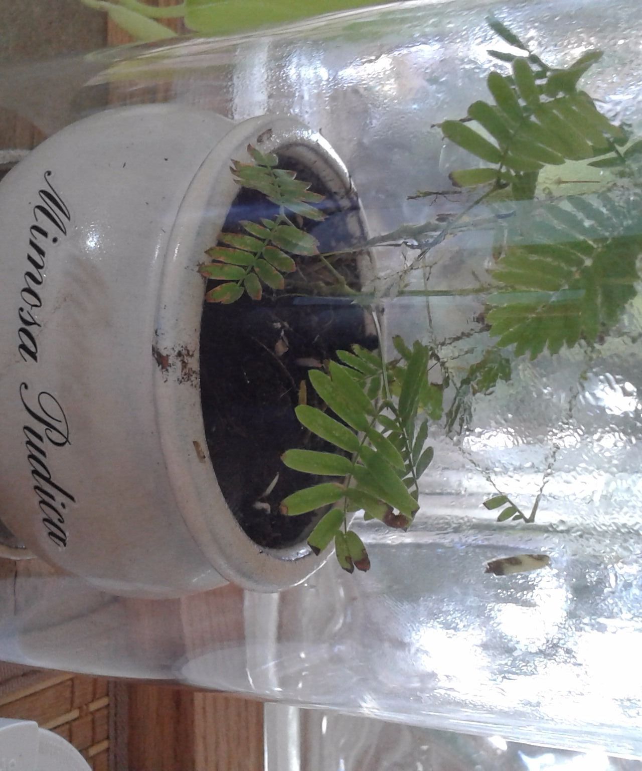 Sensitive Seed Starter
