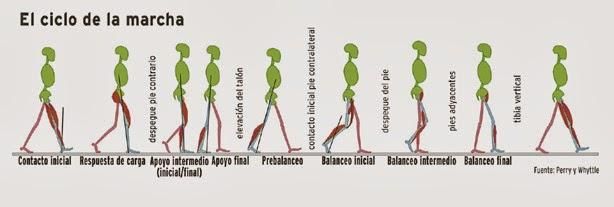 Lower Limb Exoskeleton