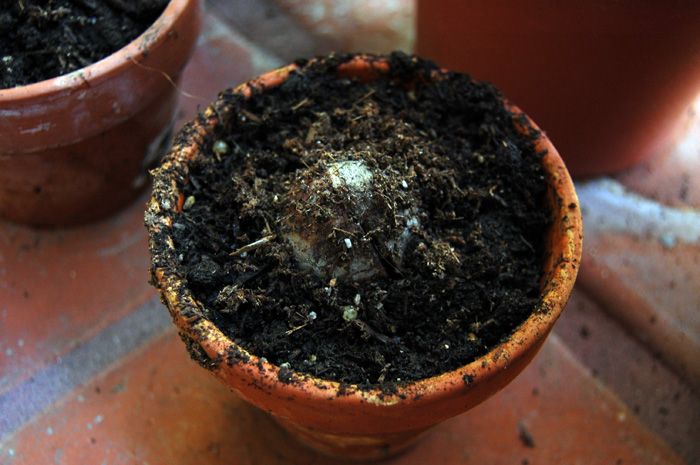 Growing Avocado Plants From Seed : 6 Steps (with Pictures) - Instructables