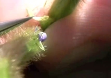Rub Male's Anthers Onto Female’s Stigma
