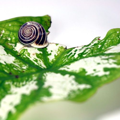 Quick and Dirty Gardening (and Still Life) Photography