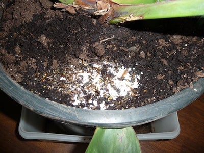 BUZZ-OFF Fertilizer 1-2-3 Easy Steps!
