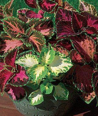 Start Coleus Cuttings
