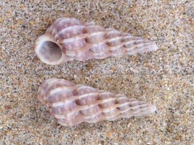 Marine Life Inspiration