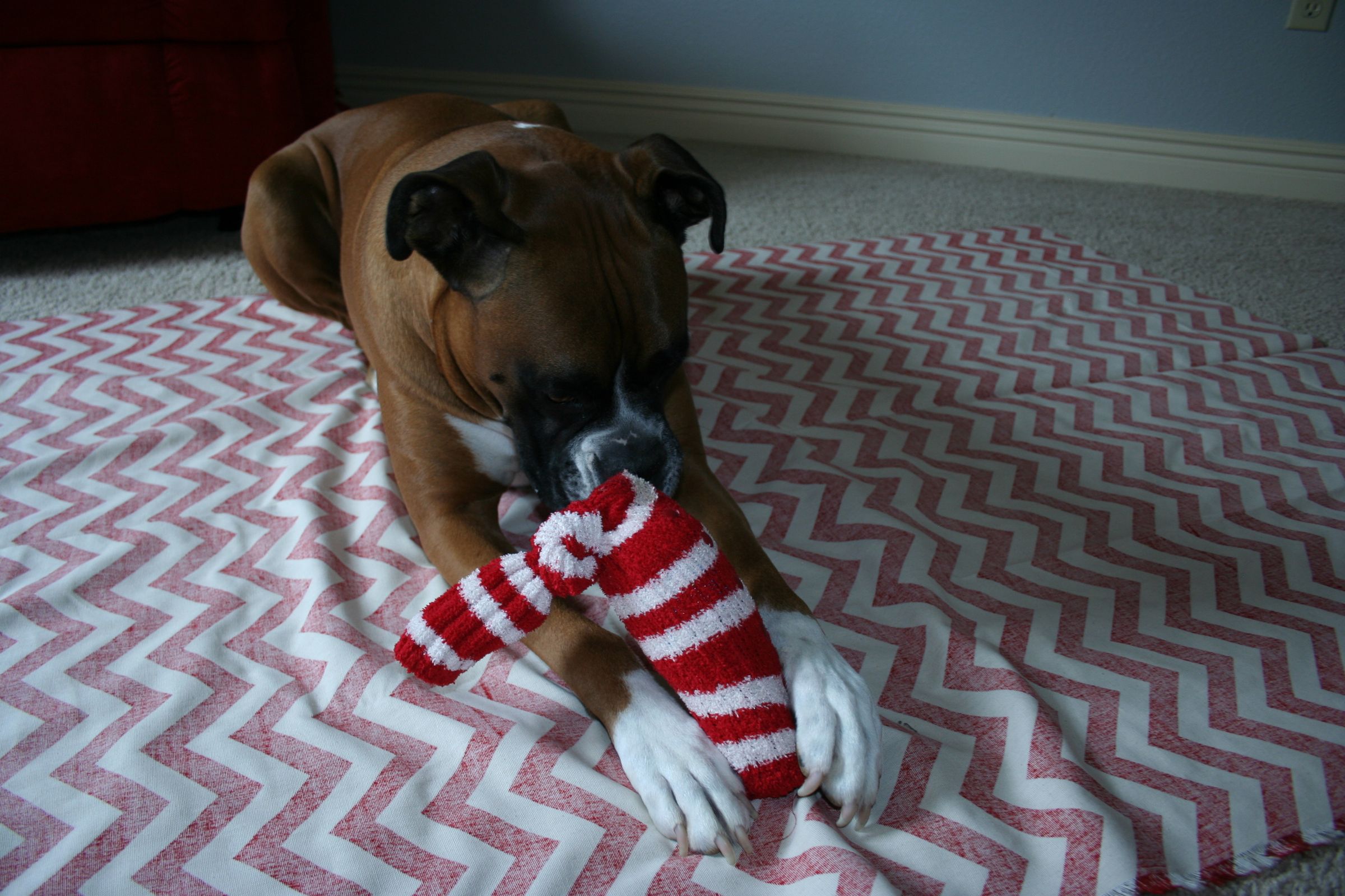 Cheap Dog Toy 3 Steps (with Pictures) Instructables