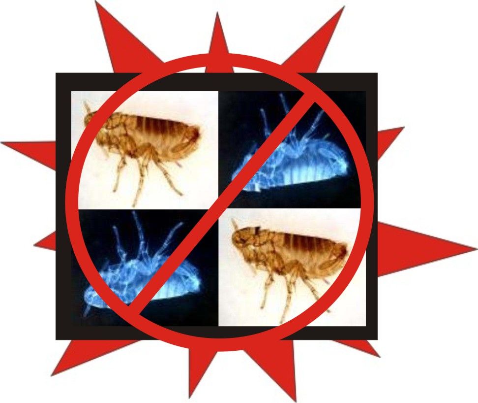 Control Fleas Naturally With Common Household Items