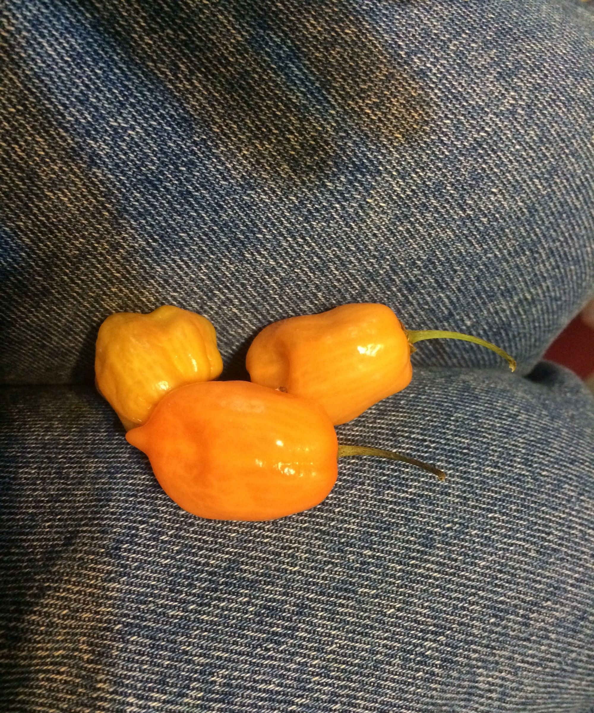 Mini Harvest Due to Excessive Rain