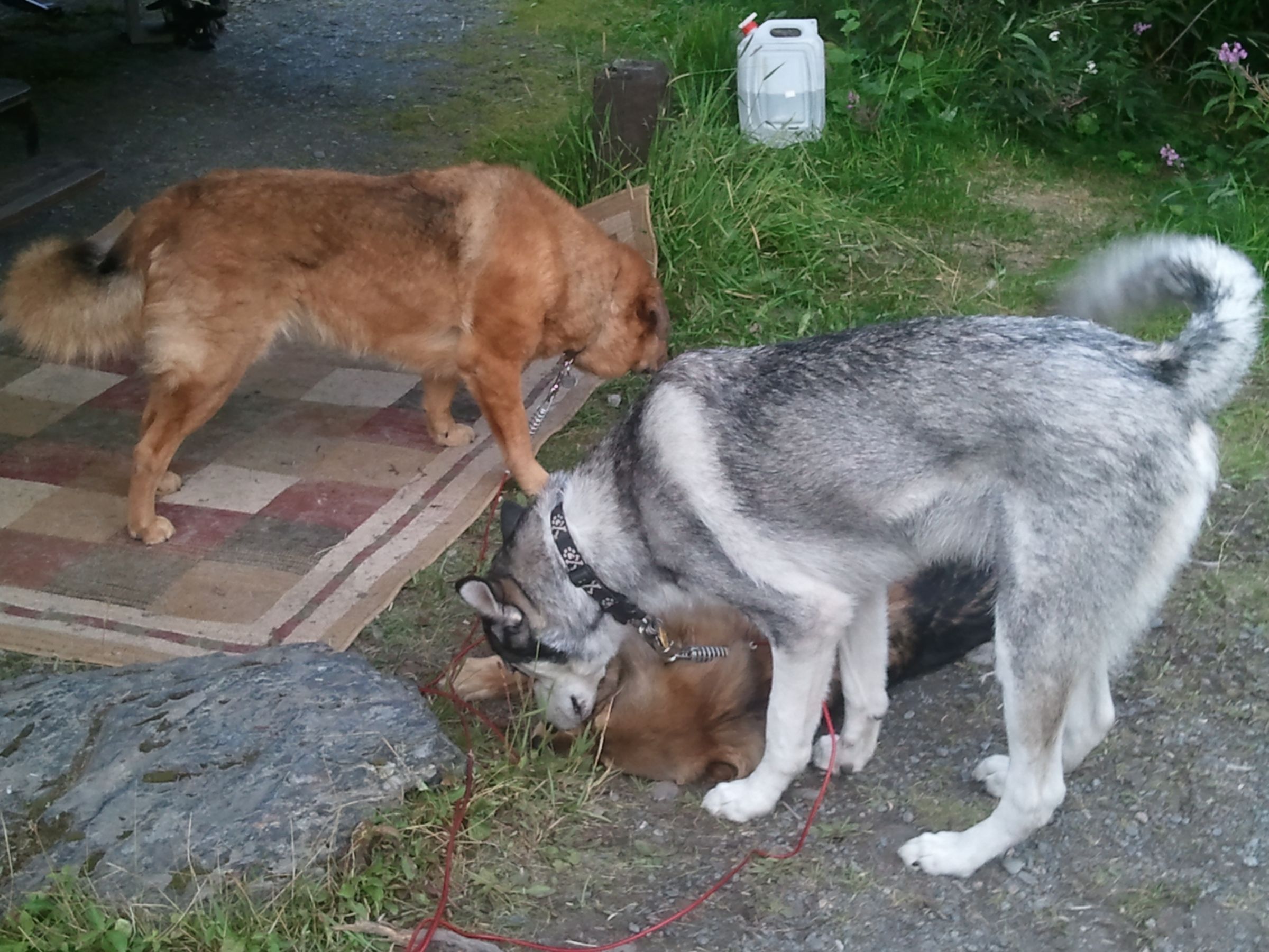 Camping with the dogs made easier