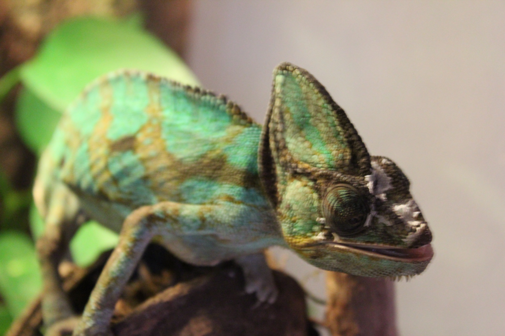 Terrarium Twitter Monitoring