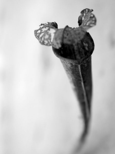 Confessions of a Serial Plant Collector
