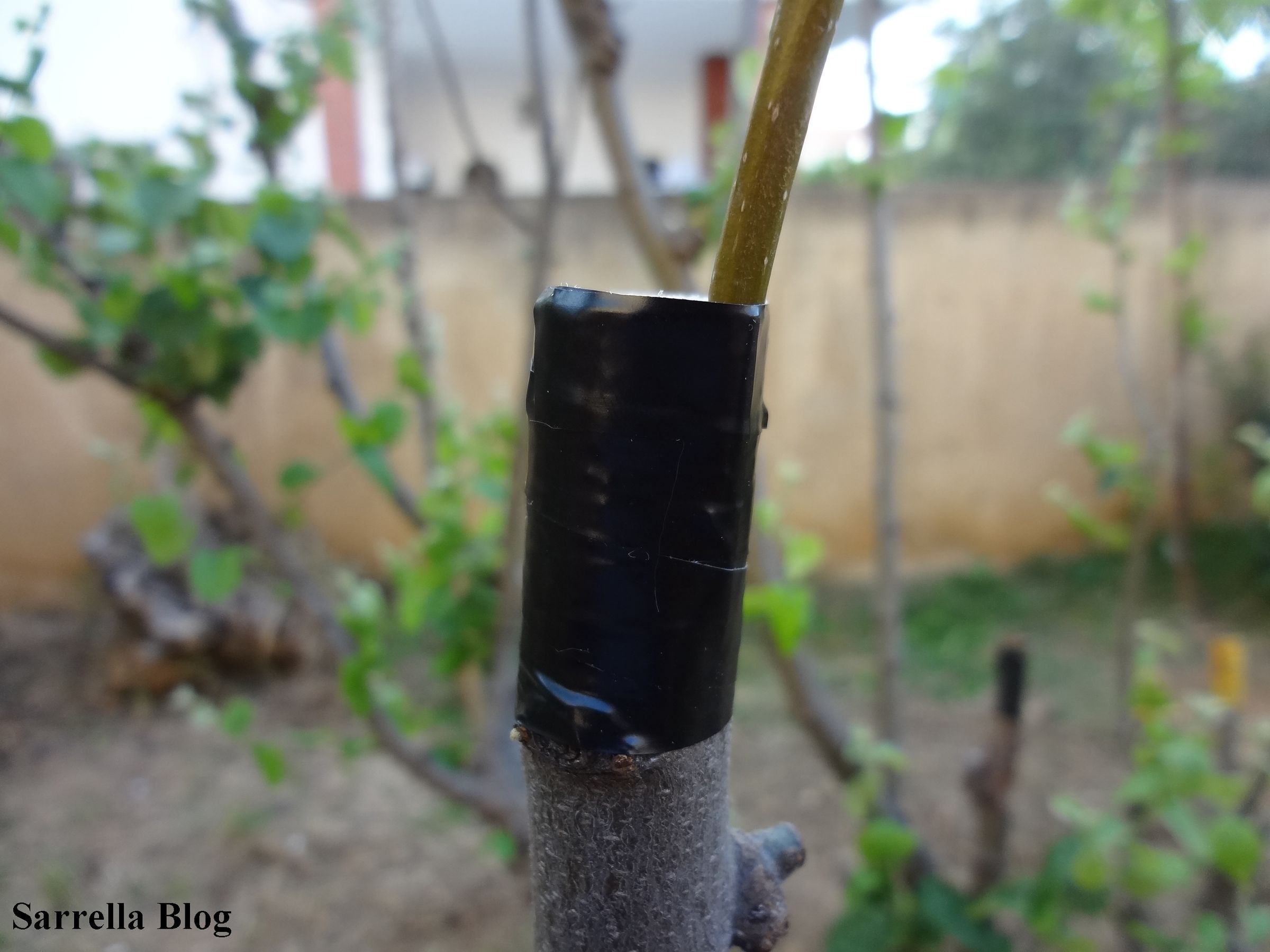 Grafting a Pear Scion to a Quince Tree 14 Steps (with Pictures