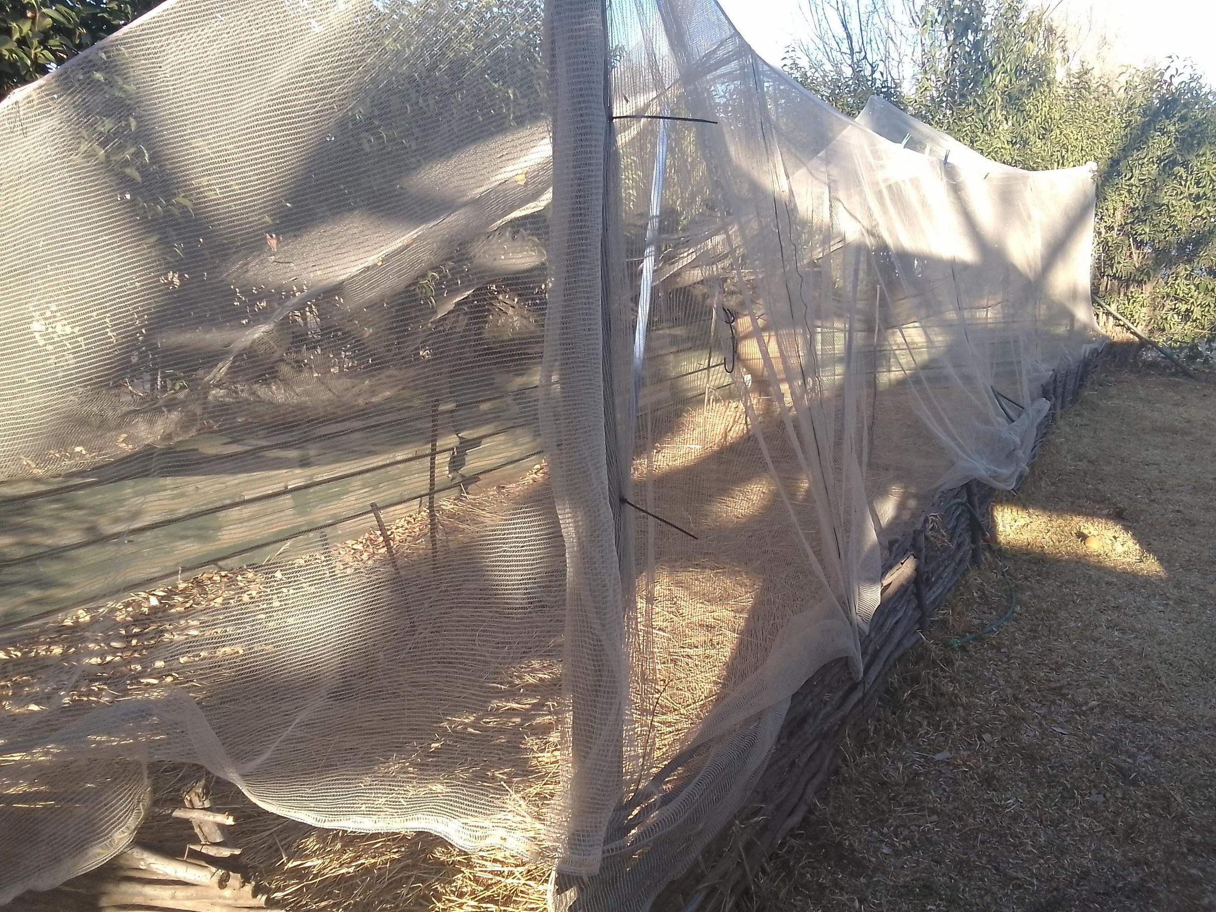 How to Make a Veggie Garden in Your Yard.