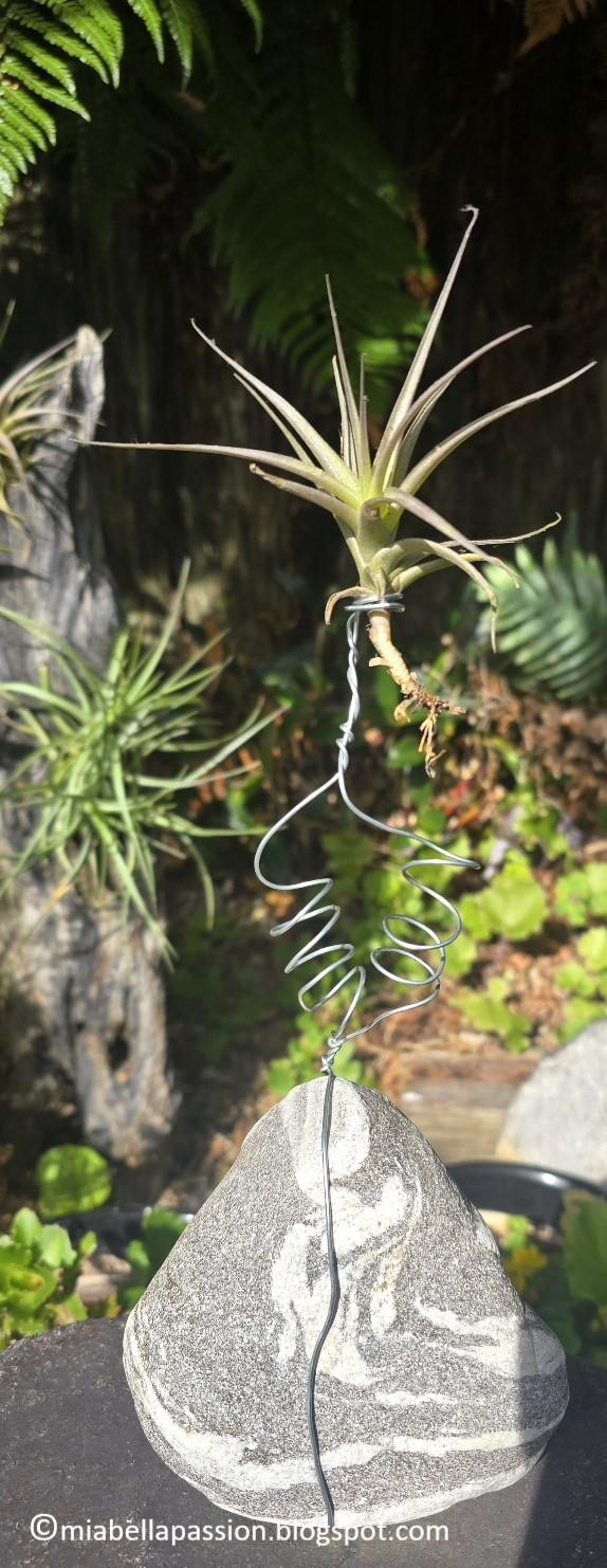 DIY Rock & Air Plant Sculpture