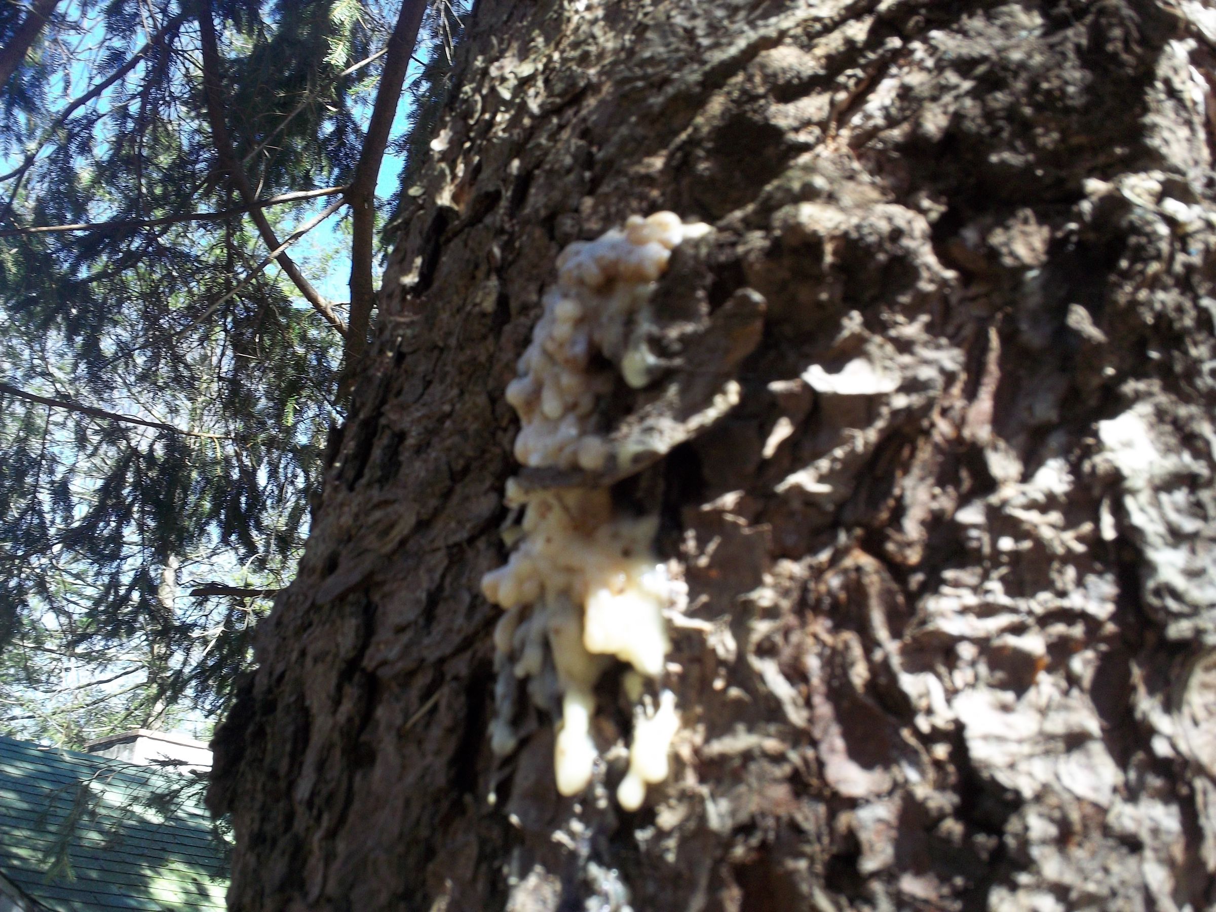 Homemade Natural Glue