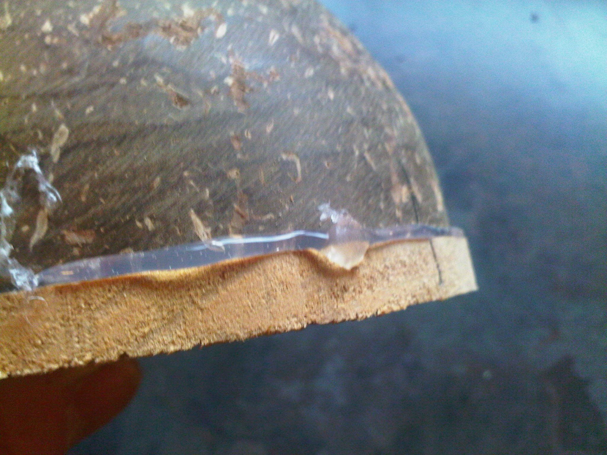 Electric Coconut Thumb Piano 5 Steps (with Pictures) Instructables